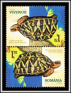 Indian Star Tortoise (Geochelone elegans)