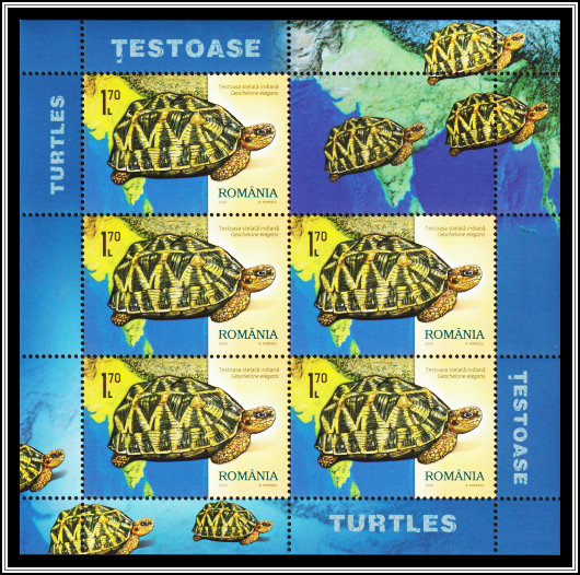 Indian Star Tortoise (Geochelone elegans)
