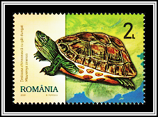 Chinese Stripe-Necked Turtle (Mauremys sinensis)