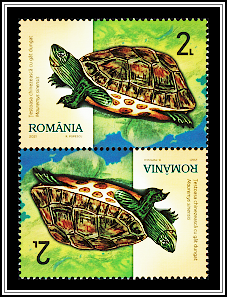 Chinese Stripe-Necked Turtle (Mauremys sinensis)