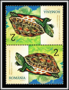 Chinese Stripe-Necked Turtle (Mauremys sinensis)