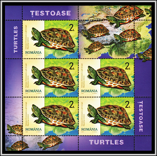 Chinese Stripe-Necked Turtle (Mauremys sinensis)
