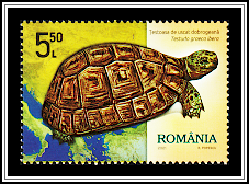 Greek Tortoise (Testudo graeca ibera)