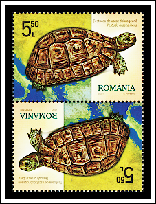 Greek Tortoise (Testudo graeca ibera)