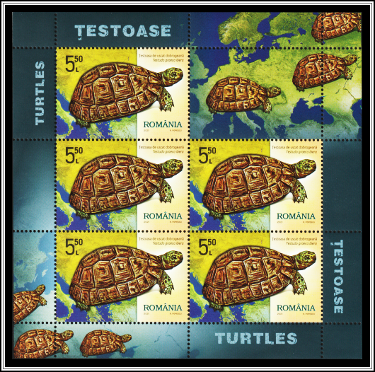 Greek Tortoise (Testudo graeca ibera)