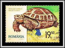 Russian Tortoise (Testudo horsfieldii)