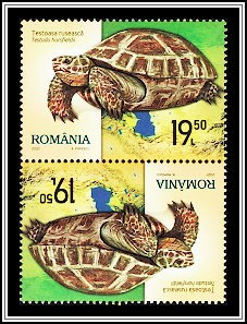 Russian Tortoise (Testudo horsfieldii)