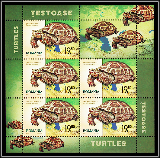 Russian Tortoise (Testudo horsfieldii)