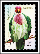 Jambu Fruit Dove (Ptilinopus jambu)