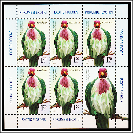 Jambu Fruit Dove (Ptilinopus jambu)