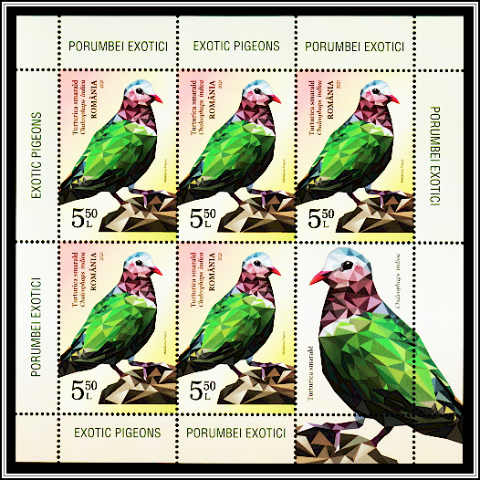 Common Emerald Dove (Chalcophaps indica)