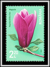 Red Magnolia (Magnolia liliiflora)