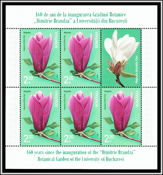 Red Magnolia (Magnolia liliiflora)