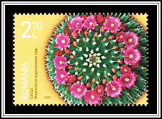 Mexican Pincushion (Mammillaria magnimamma)