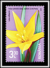 Wild Tulip (Tulipa sylvestris subsp. australis)