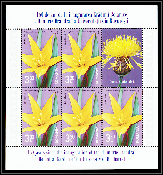 Wild Tulip (Tulipa sylvestris subsp. australis)