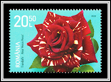 Hocus Pocus Rose (Rosa 