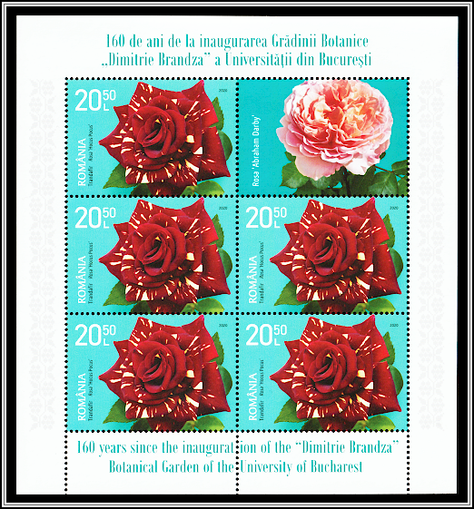 Hocus Pocus Rose (Rosa 