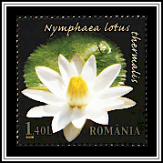 Thermal Water Lily (Nymphaea lotus thermalis)