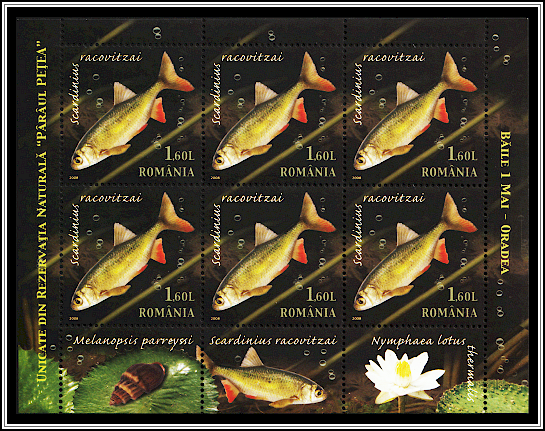 Racoviță's Ray-finned Fish (Scardinius racovitzai)