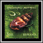 Freshwater Snail (Melanopsis parreyssi)