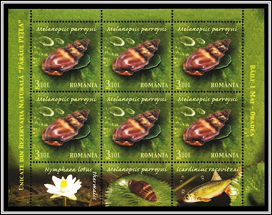 Freshwater Snail (Melanopsis parreyssi)