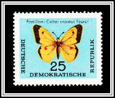 Clouded Yellow (Colias croceus)