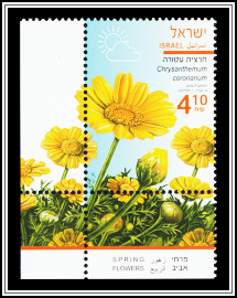 Crown Daisy