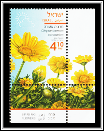 Crown Daisy
