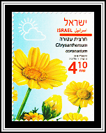 Crown Daisy