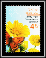 Crown Daisy