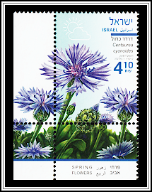 Cornflower