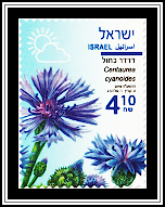 Cornflower
