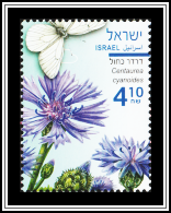 Cornflower