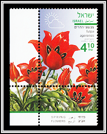 Suneye Tulip