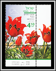 Suneye Tulip