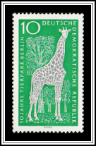 Angolan Giraffe (Giraffa camelopardalis)
