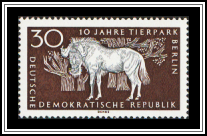Black Wildebeest (Connochaetes gnou)