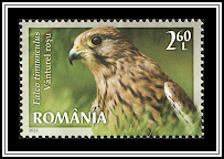 Common Kestrel (Falco tinnunculus)