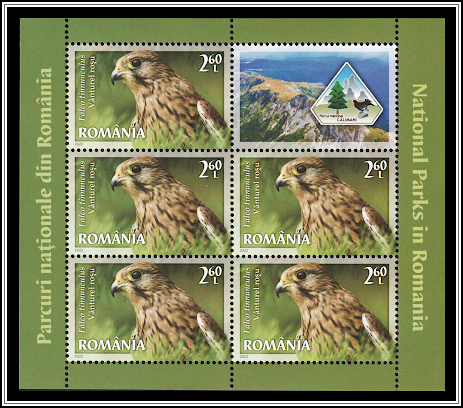 Common Kestrel (Falco tinnunculus)