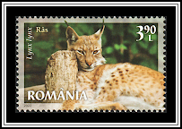 Lynx (Lynx lynx)