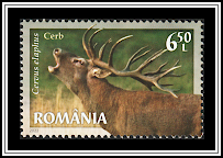 Red Deer (Cervus elaphus)