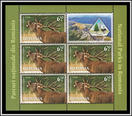 Red Deer (Cervus elaphus)
