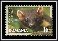 European Pine Marten (Martes martes)