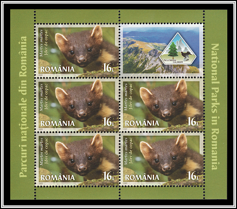 European Pine Marten (Martes martes)