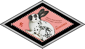 English Spot Rabbit (Oryctolagus cuniculus)