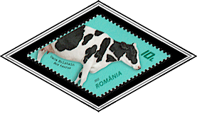 Holstein Cow (Bos taurus)