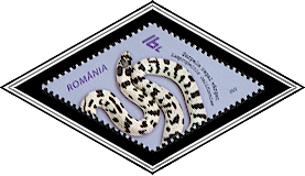 California Kingsnake (Lampropeltis californiae)