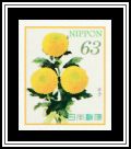 Chrysanthemum (Chrysanthemum morifolium)