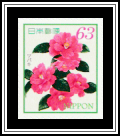 Common Camellia (Camellia japonica)